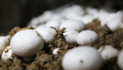 4000㎡基地日均产菇1吨，产量提升7至8倍！