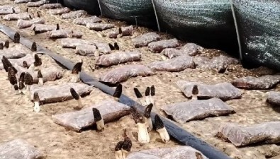 产业升级，构建食用菌强村富民全产业链