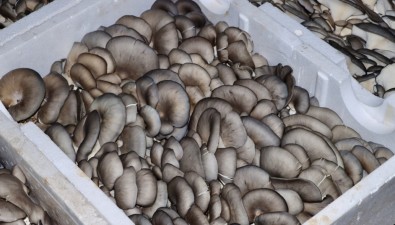 六木食用菌合作社：年产平菇80万袋，产值超400万元