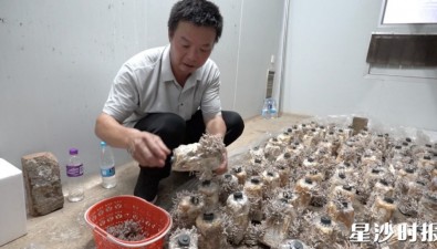 培育菌菇新品种，实现设施化栽培