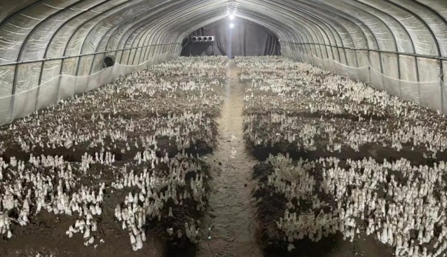 千菇园打造集“赏、采、食”于一体的食用菌种植观光园