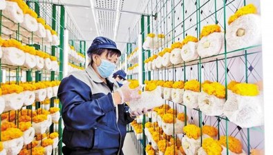 家门口的致富舱，每舱3600个菌包，月利润1万多元