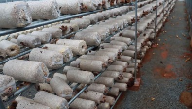 年产值将突破200万元！这就是江西新干县桃溪仙菌