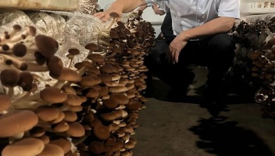 茶树菇新品种“赣茶As-5”有望成为工厂化栽培优选品种