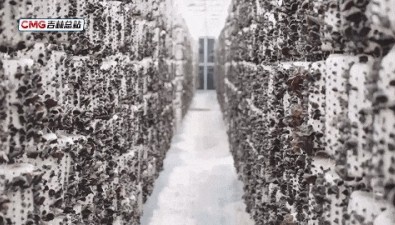 吉林汪清：黑木耳首轮收获，种植新模式提质增效
