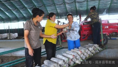新疆民丰：沙漠小城种出食用菌