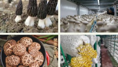 甘肃陇南2025年食用菌类重点招商引资项目，12个、12.9亿元