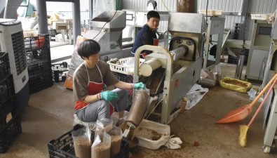 云南华宁县城关社区菌包生产设备升级，激活产业“增收链”