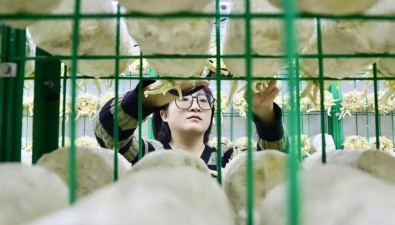河北沧州以智能种植打造食用菌区域品牌
