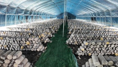 四川松潘新光村食用菌预年产值达1000万元