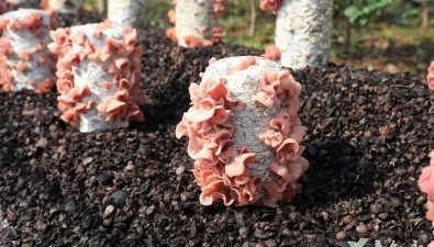 四川叙永县油茶壳“变废为宝”，成功试种粉木耳新品种