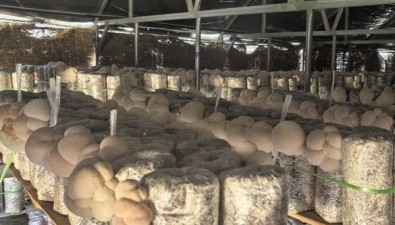 黑龙江海林：猴头菇产销两旺，实现产值4.5亿元