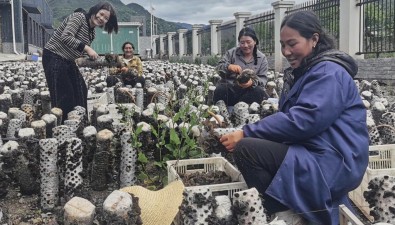 四川美姑县洒库乡黑木耳基地首批43万棒菌棒迎丰收