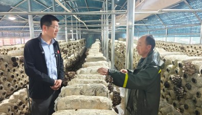 日产1000斤，年销售额超300万！蘑菇成雪域高原上“金疙瘩”