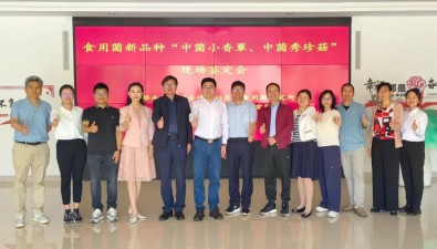 全国首个通过鉴定的香菇新品种“中菌小香蕈1号”
