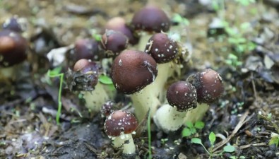 林海藏“金”|亩纯收3000元！“菌菇小镇”走出生态致富路