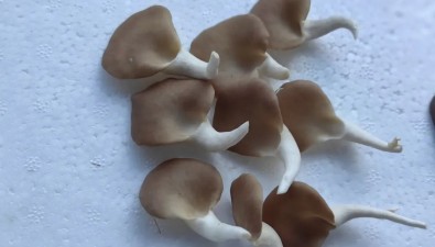 2个秀珍菇工厂化新品种通过鉴定