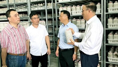 三链融合，打造福建罗源秀珍菇产业新范式