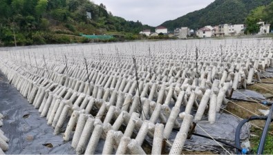 安徽祁门县小路口镇壮大食用菌产业的几点建议