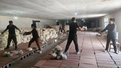 森禾食用菌合作社：有灵芝大棚20栋