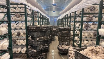 “香菇车间”变身“平菇工厂”，菌包“减肥”成功，收益剧增