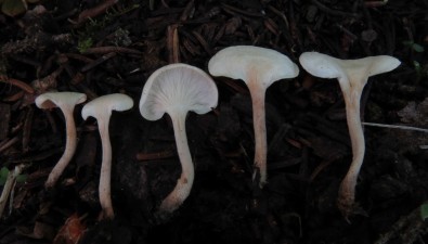 昆明植物所提出构建真菌分类系统的新指标