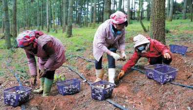 云南富源县墨红镇联农带农发展林下食用菌