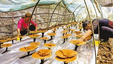 陕西商南延伸食用菌产业链，年综合产值超10亿元