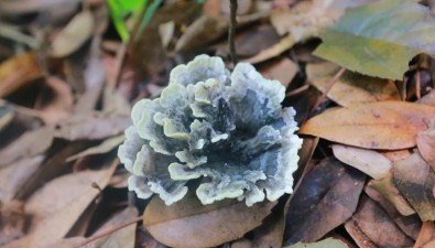 广东河源大桂山首次发现野生干巴菌