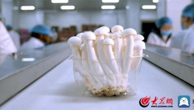 青岛丰科白玉菇成青岛新晋“网红农品”