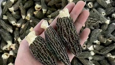 莱西夏格庄西夏羊肚菌上榜青岛“网红农品”名单