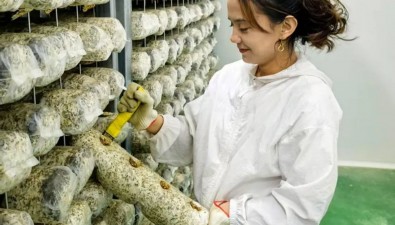 25万菌棒生产，带动香菇产业上下游协同发展