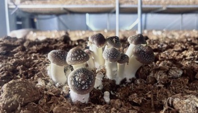 单棚产量破7500斤！春锦农业食用菌产业园赤松茸产销两旺