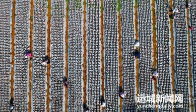 山西垣曲县关庙村：种植超50万袋菌袋木耳