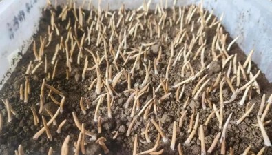 攻克技术难关，实现冬虫夏草工厂化生产！今年计划种植400万根