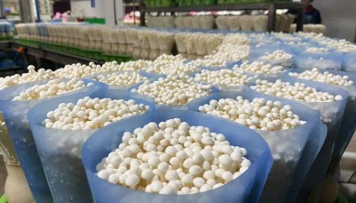 打破国外垄断，广东雪榕生物实现从“跟跑”到“领跑”