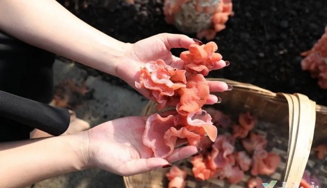 四川叙永县油茶壳“变废为宝”，试种粉木耳新品种成功