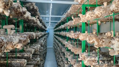 第四师农科所引进智慧方舱，试种食用菌成功
