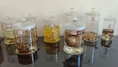 云南永胜县制作大型真菌标本