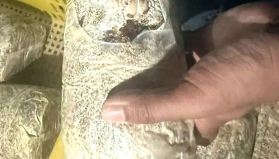 林菇共育！贺兰山野生食用菌研究取得新进展