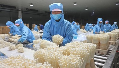 康恒生物：上半年菌菇产量约12000吨