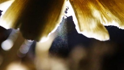吸入蘑菇孢子肺里会长蘑菇？专家解答！