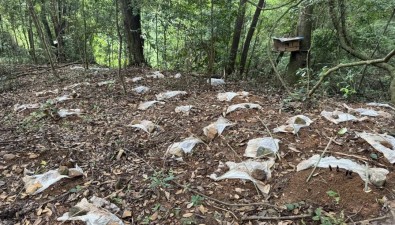 福建上杭泮境：灵芝产业铺就持续增收路