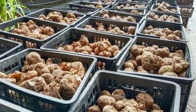 海南白沙：林下菌菇产业产值突破1.55亿元