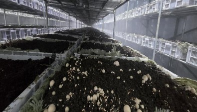 贵州麻江县谷羊村智能化竹荪种植项目成功投产