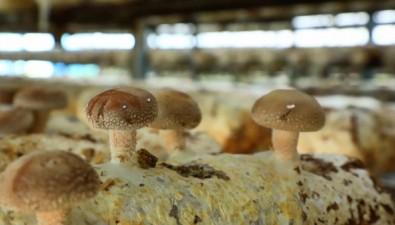 贵州安龙县夏菇迎来首茬采收，市场供不应求