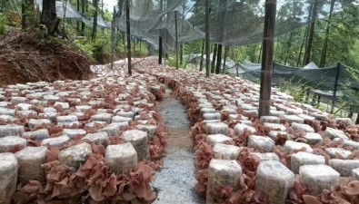 “赣脆木”1号| 木耳新品种获自主知识产权
