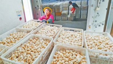 江西乐安双孢菇产业用政策提振信心