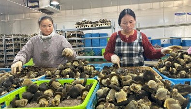 宏臻菌业：上半年新鲜黑牛肝菌产量达1600吨
