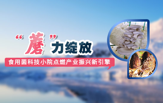 蘑力绽放 食用菌科技小院点燃产业振兴新引擎